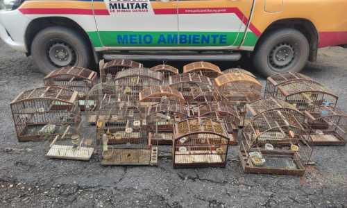 Homem multado em mais de R$ 51 mil por manter pássaros em cativeiro em Senhora dos Remédios (MG) Foto PM de Meio Ambiente Divulgação