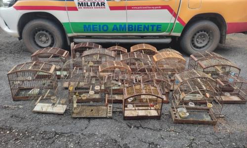 Homem multado em mais de R$ 51 mil por manter pássaros em cativeiro em Senhora dos Remédios (MG) Foto PM de Meio Ambiente Divulgação