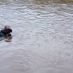 Bombeiros buscam por homem que desapareceu em rio no interior de Minas  