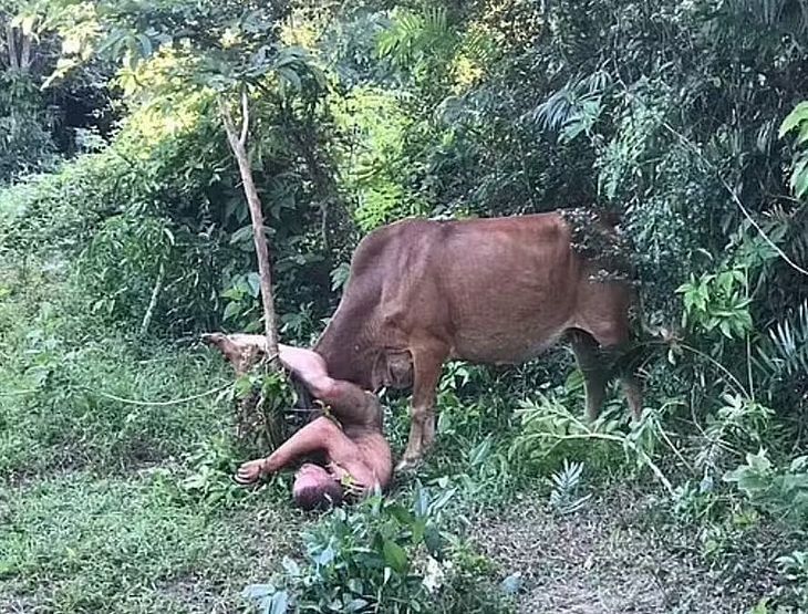 Homem nu é atacado por vaca ao tentar abusar dela; entenda