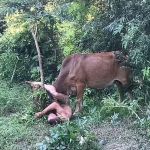 Homem nu é atacado por vaca ao tentar abusar dela; entenda