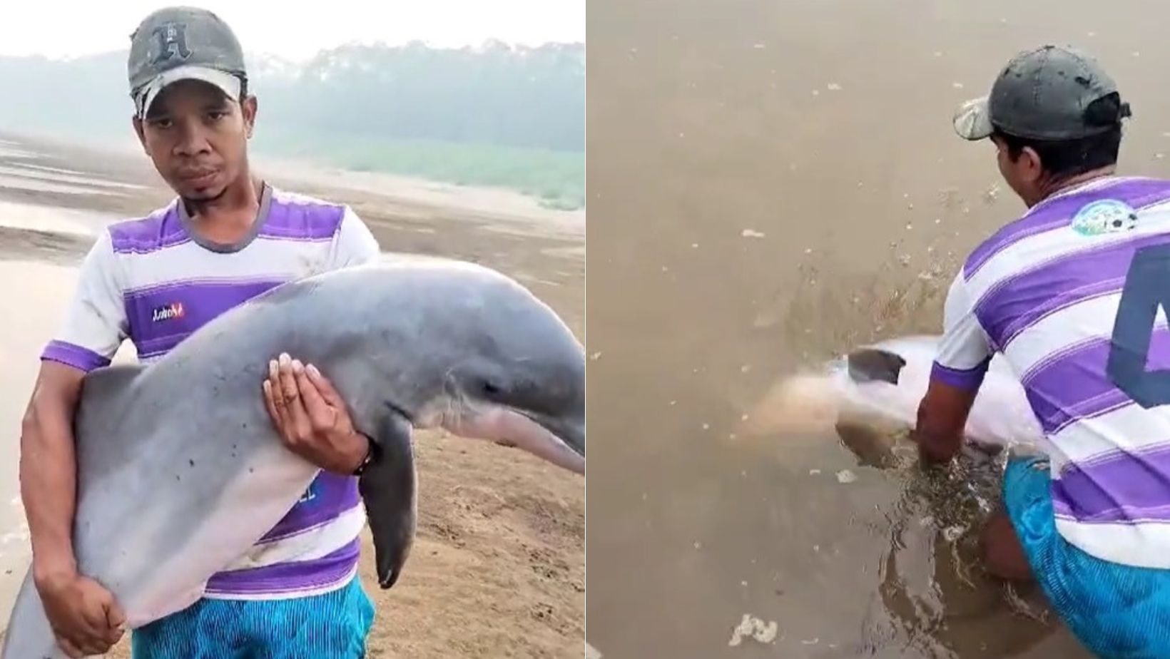 Vídeo: boto fica encalhado devido à seca e é resgatado por ribeirinho, no Amazonas