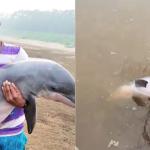 Vídeo: boto fica encalhado devido à seca e é resgatado por ribeirinho, no Amazonas