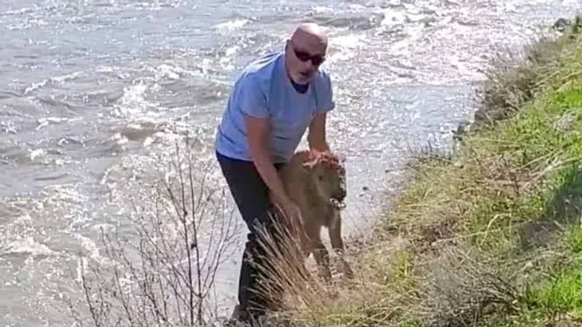 Turista é condenado pela Justiça por tocar em filhote de bisão e provocar morte do animal 