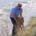 Turista é condenado pela Justiça por tocar em filhote de bisão e provocar morte do animal 