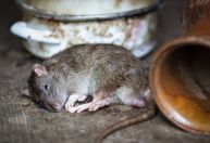 Morte por hantavírus em Minas é a única no Brasil em 2026