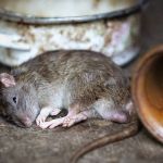 Filho que colocou veneno de rato no filtro para matar pai e madrasta é preso em Minas