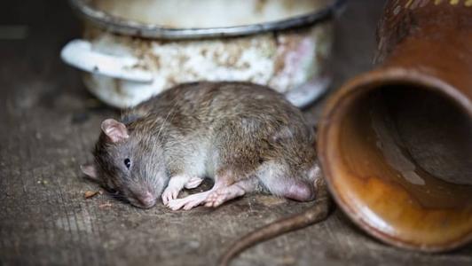 Homem tenta matar o pai e a madrasta com veneno de rato