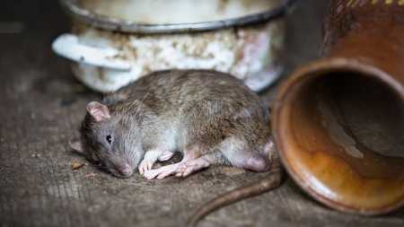 Homem tenta matar o pai e a madrasta com veneno de rato