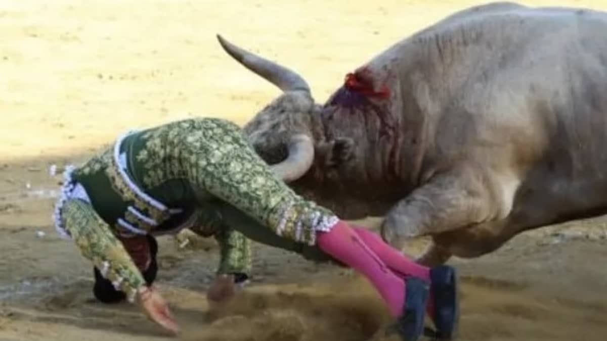 Vídeo: toureiro é internado em estado grave após ser atingido no reto por chifre