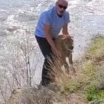 Filhote de bisão é sacrificado após contato indevido com homem  nos Estados Unidos