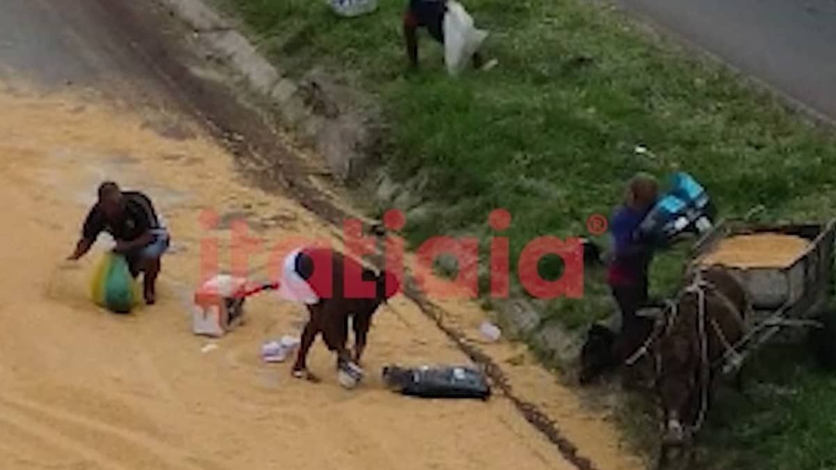Carga de milho de carreta que tombou no Anel Rodoviário, em Belo Horizonte, é saqueada 