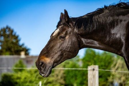 Os cavalos mortos teriam ingerido rações fabricadas pela Nutratta Nutrição Animal Ltda
