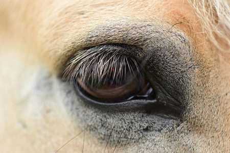 Uma médica veterinária avaliou o animal na terça-feira