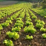 PJF promove 1º Encontro de Produtores Rurais da Horticultura