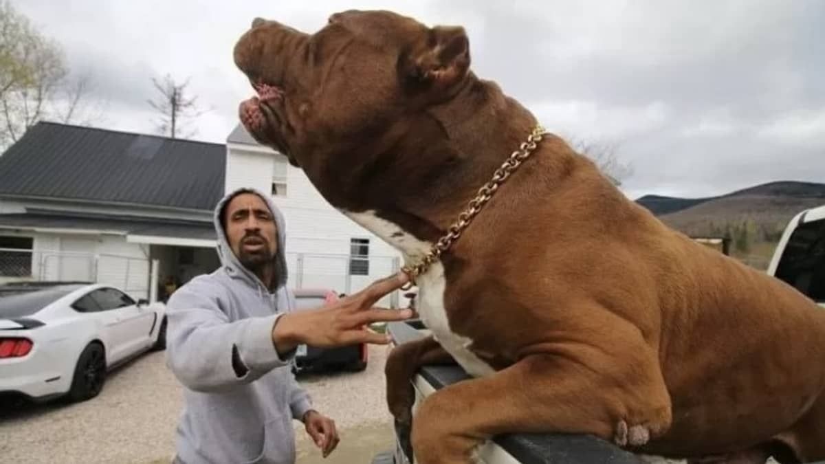 Esperma de Hulk, maior pitbull do mundo, custa R$ 315 mil 
