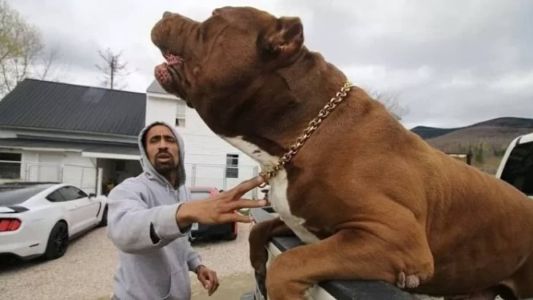Hulk é considerado o maior pitbull do mundo