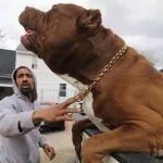 Esperma de Hulk, maior pitbull do mundo, custa R$ 315 mil 