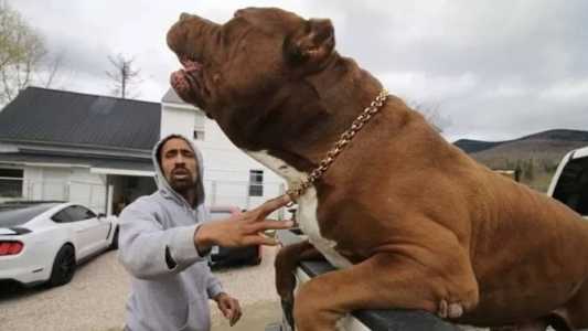 Hulk é considerado o maior pitbull do mundo