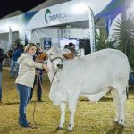 Novilha campeã da ExpoZebu é avaliada em mais de R$ 1 milhão, e tem parte arrematada por R$ 300 mil
