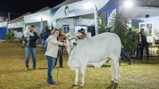 "Humildade": Campeã Novilha Menor da ExpoZebu 2023