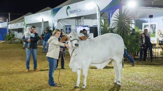"Humildade": Campeã Novilha Menor da ExpoZebu 2023