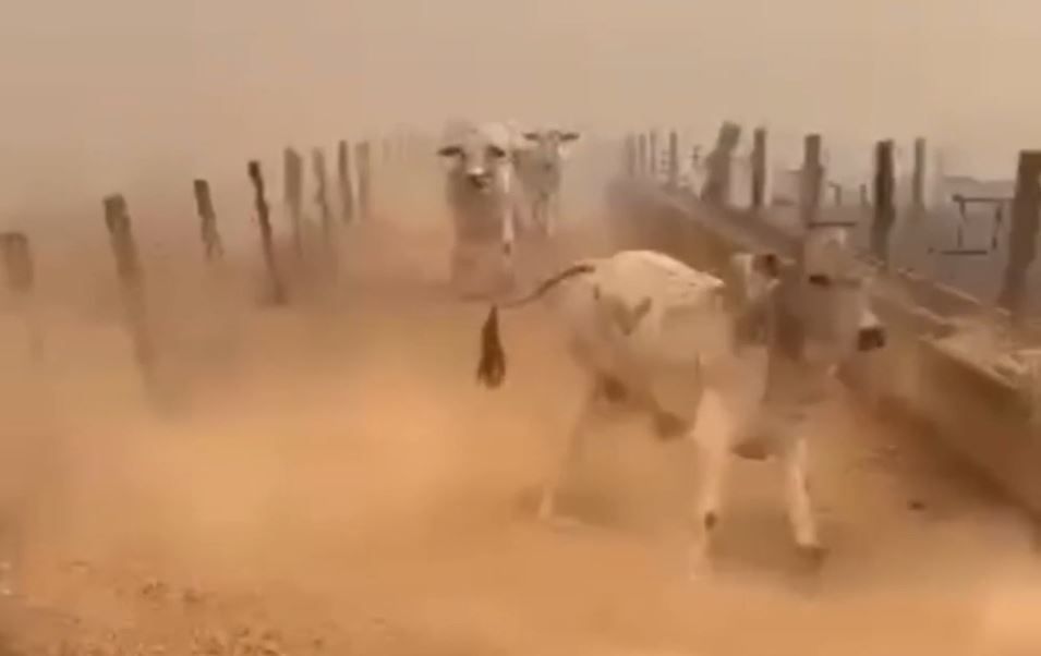Vídeo mostra gado fugindo após fazenda pegar fogo em Goiás
