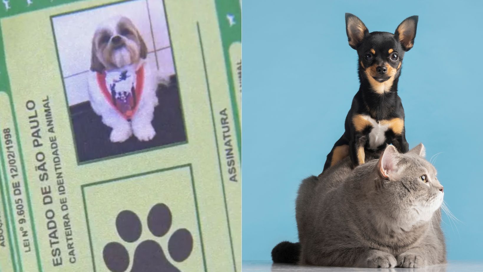 'RG animal': veja como emitir documento nacional gratuito para cães e gatos
