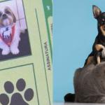 'RG animal': veja como emitir documento nacional gratuito para cães e gatos