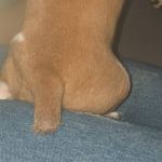 Idosa corta rabo de cachorro com tesoura e é indiciada por maus-tratos