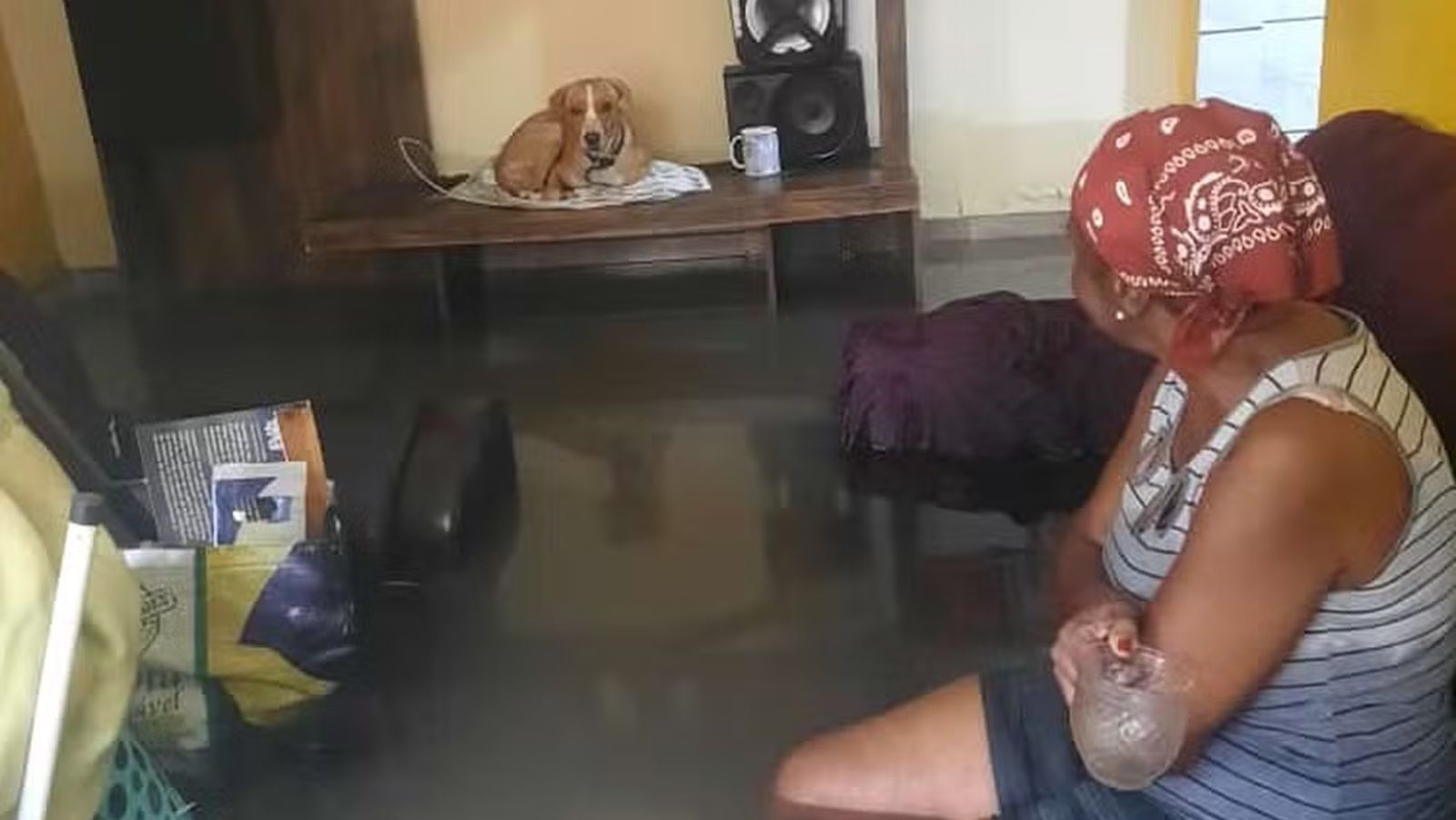 Chuva no RJ: idosa se recusa a sair de casa e enfrenta enchente ao lado de cachorro