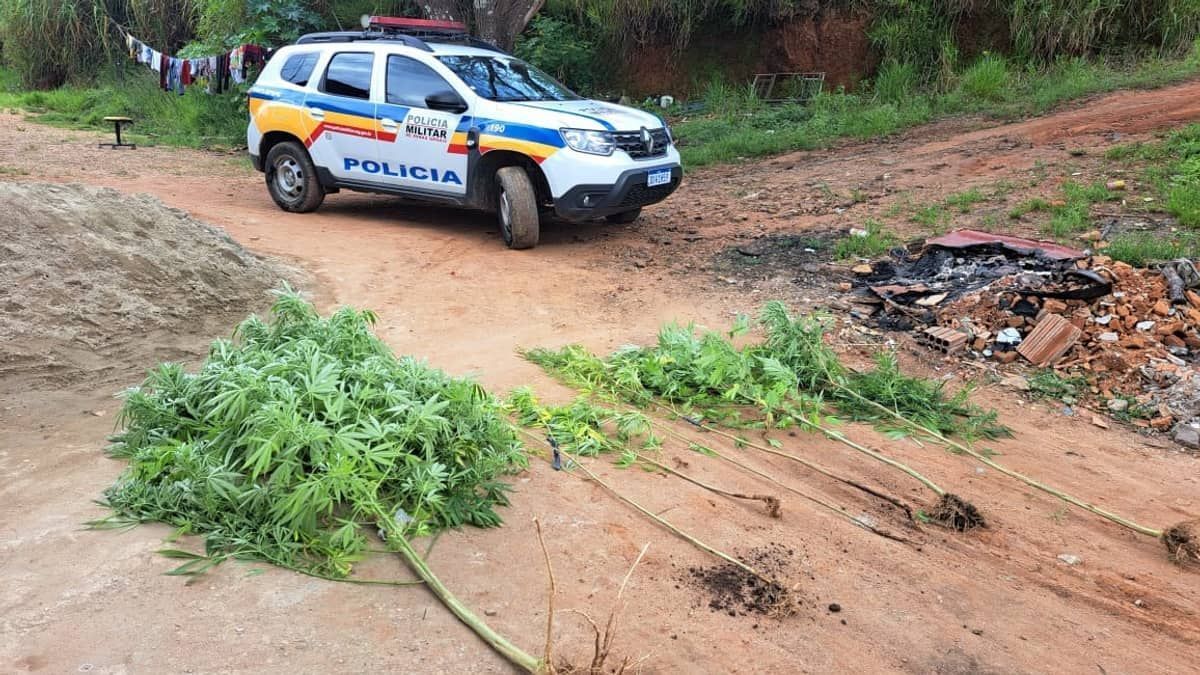 Idosa é presa com sete pés de maconha em quintal de casa