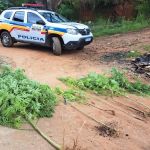 Idosa é presa com sete pés de maconha em quintal de casa