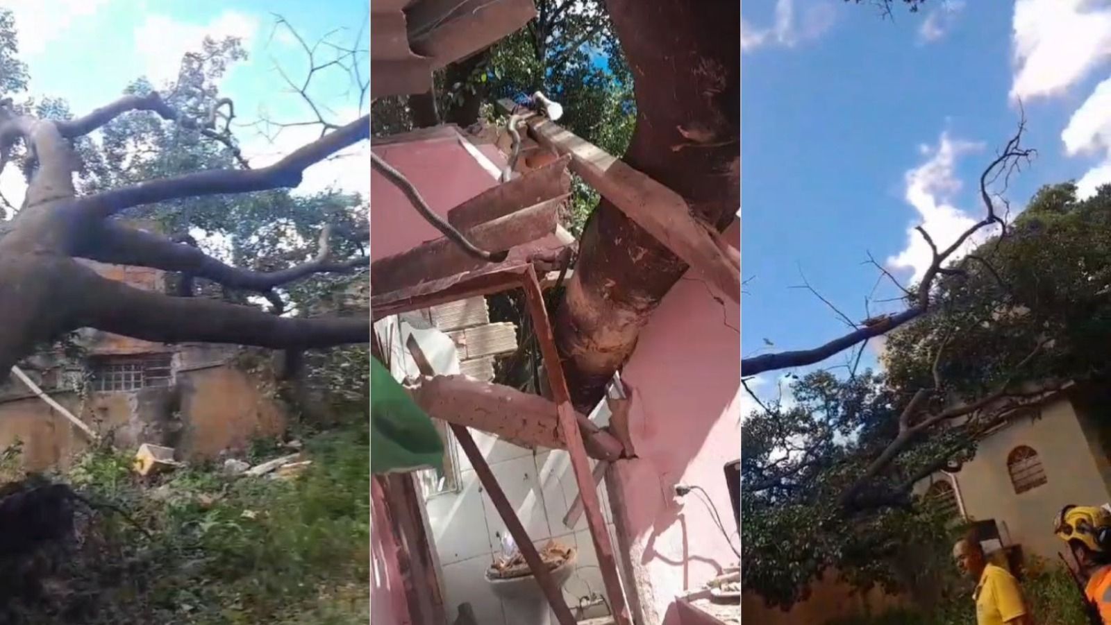 Vídeo: árvore de grande porte cai em cima de casa de idosa em BH
