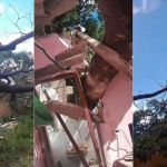 Vídeo: árvore de grande porte cai em cima de casa de idosa em BH