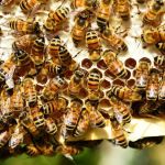 Idoso recebe 400 picadas de abelhas e morre em Sergipe