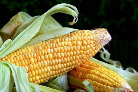 Palha de milho destaca-se por ser rica em fibras vegetais