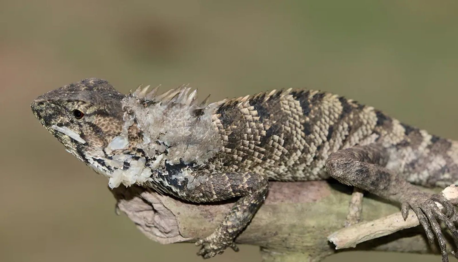Estudo mostra jornada de iguanas pelo Pacífico: 8.000 kms até Fiji em jangadas naturais
