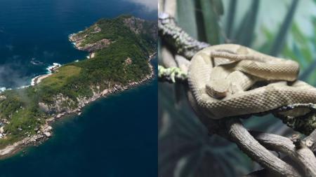 Ilha das Cobras