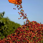 Safra de café tem queda de 1,6% e encerra 2024 com 54,2 milhões de sacas, aponta Conab