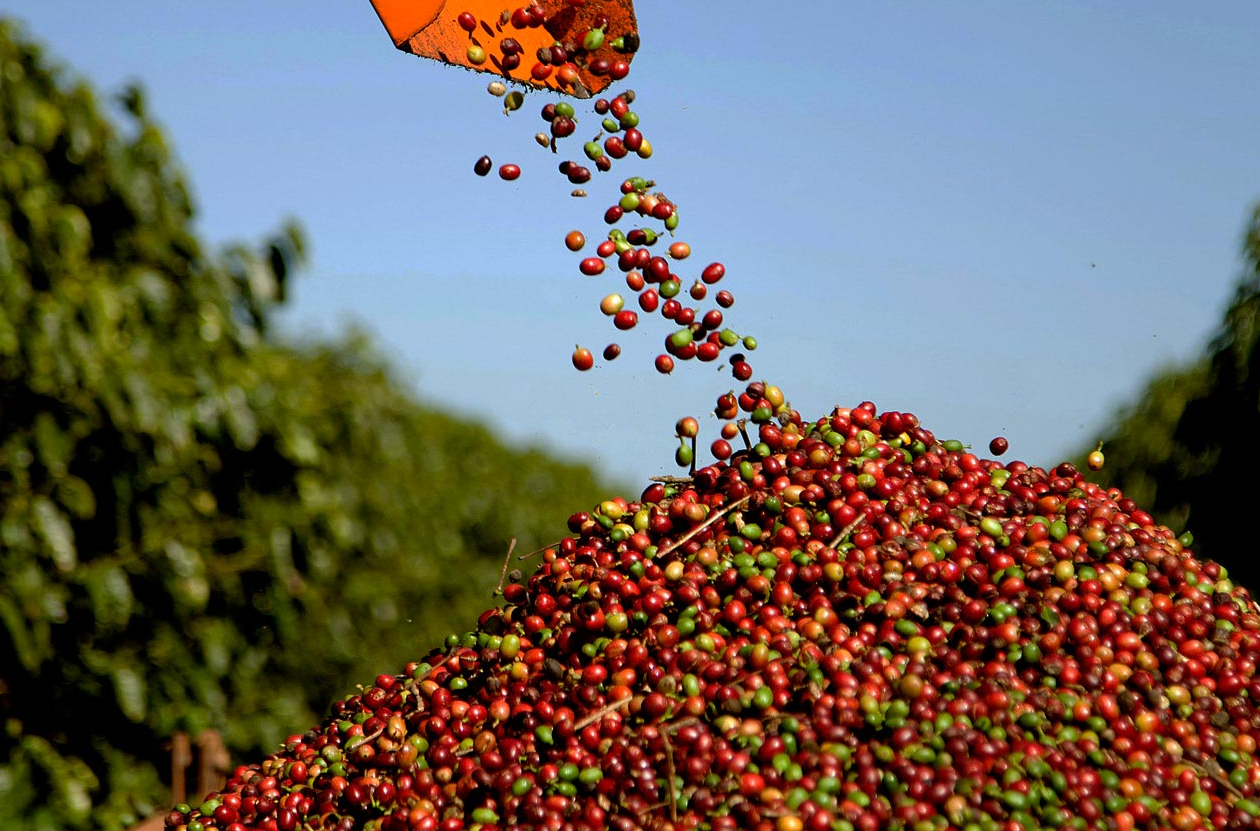 Com estiagem, preço do café dispara 35% em quatro meses; alta deve continuar até 2025