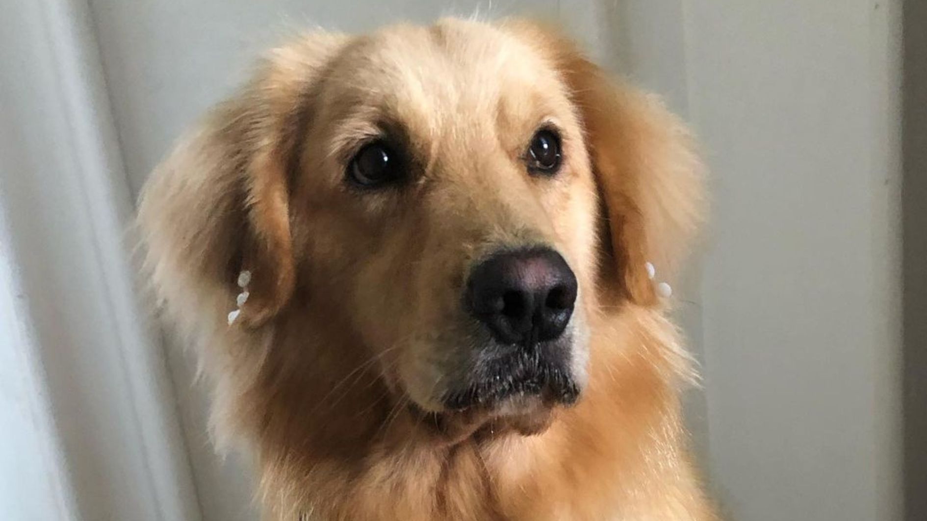 Recesso de fim de ano: tutores preferem hotelzinho, pet sitter ou levar bicho na viagem?
