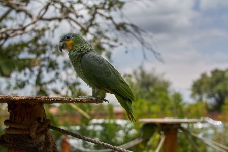 Principal objetivo do corte de penas é limitar parcialmente o voo da ave e prevenir que ela fuja ou se machuque em objetos da casa, como ventiladores e janelas