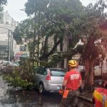 Árvore cai e atinge carro estacionado em rua de Poços de Caldas