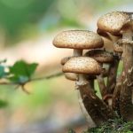 Chef é acusada de assassinato após vítimas comerem cogumelos em almoço de família