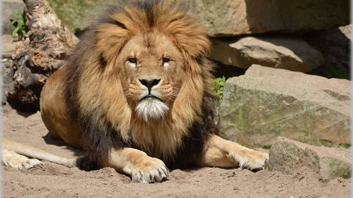 Homem é comido por leões ao tentar alimentar os animais em zoológico 