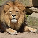 Homem é comido por leões ao tentar alimentar os animais em zoológico