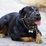 Rottweiler ataca e mata criança de 3 anos