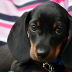 Shopping de Belo Horizonte tem feira de adoção de pets neste fim de semana; veja local e como participar  