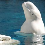 Baleia que seria 'espiã russa' reaparece na Suécia  